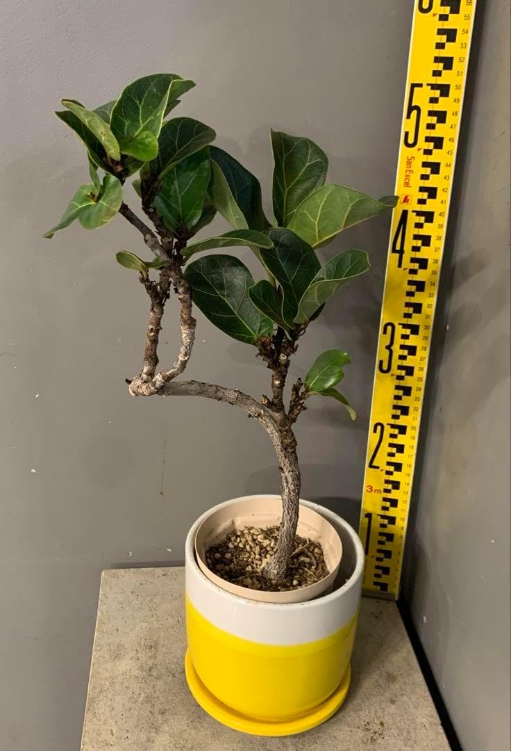 ACQ鉢scull head ACQ鉢 scull head